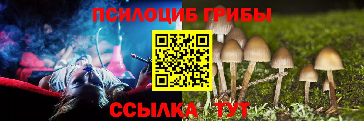 Псилоцибиновые грибы Psilocybine cubensis Балашов